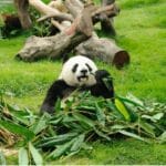 四川自由行必打卡大熊猫