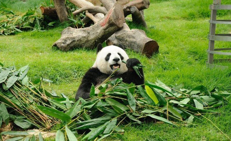 四川自由行必打卡大熊猫