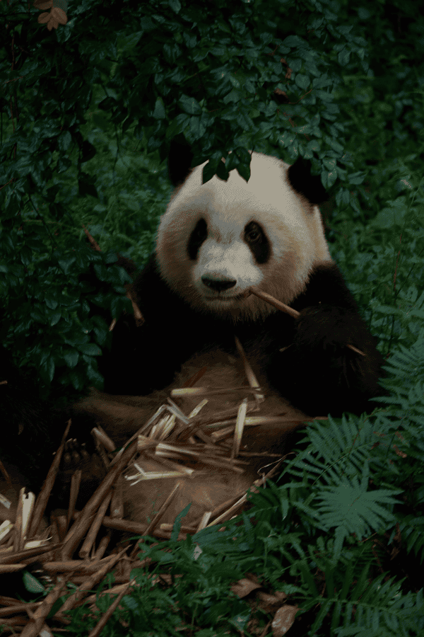 成都大熊猫繁育研究基地，一只大熊猫坐着津津有味地啃食竹子