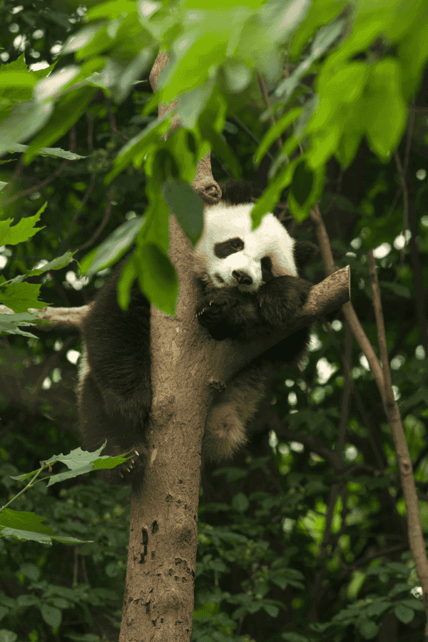 成都大熊猫繁育研究基地，一只大熊猫趴在高高的树杈上休息
